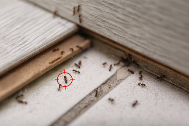Best Pest Prevention Services  in Tipton, MO