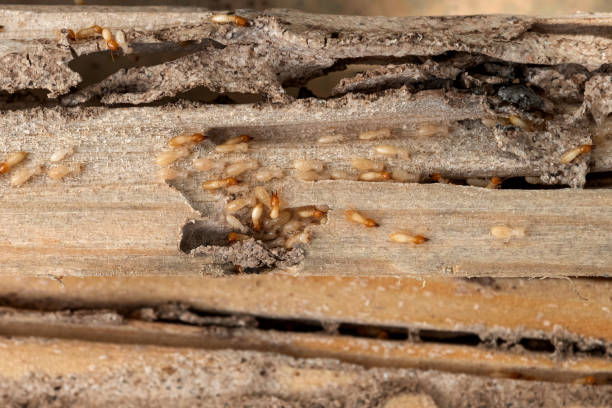 Best Residential Pest Control  in Tipton, MO